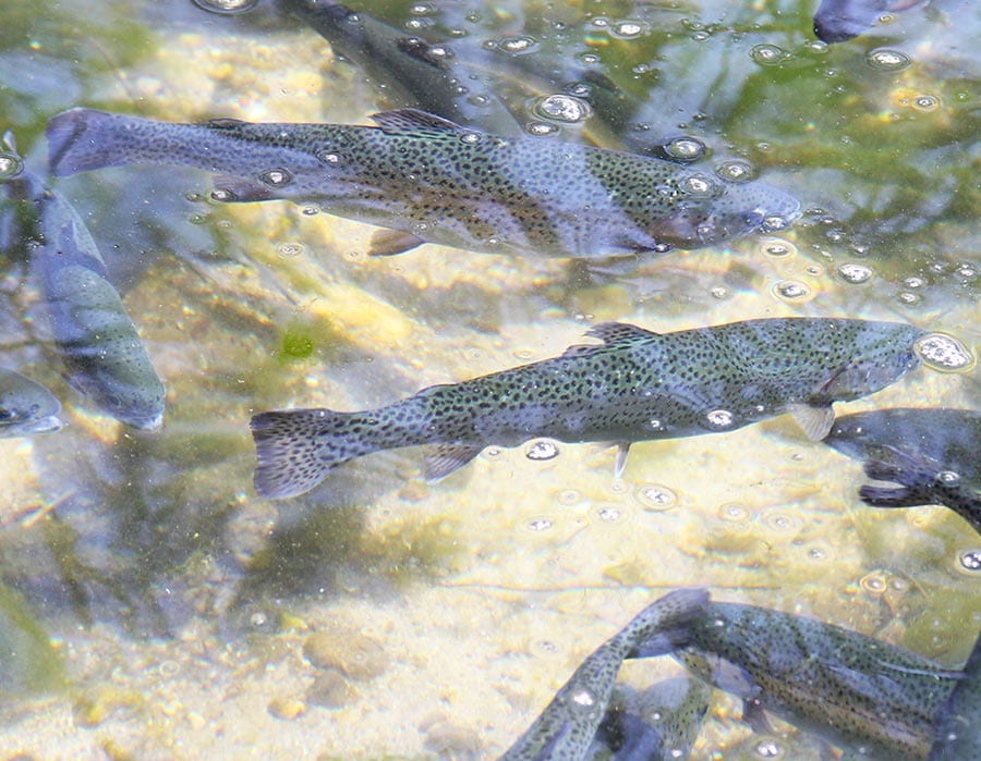 Wholesale Rushing Waters Fisheries Palmyra, Wisconsin